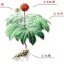 三七花