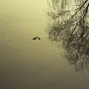孤雁ヾ