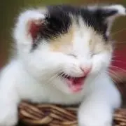 --猫哥哥--