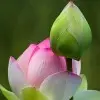 毒行天下q