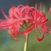 雨季撒哈拉