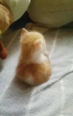 _Dear小露露、的主播照片
