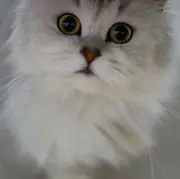 豆包伊