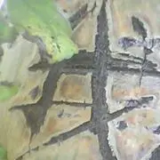 红烧Timo