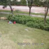 廣東杰仔