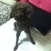 🐷小猪佩琦🐷