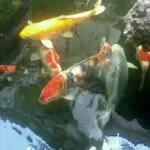 蚂蚁。爱大象。