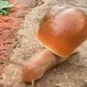 ╰♥゛ℒℴѵℯ淘气°