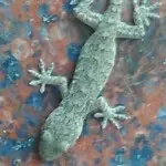 (白眼狼)