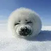 ~~蝈蝈@@