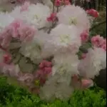 红红火火也