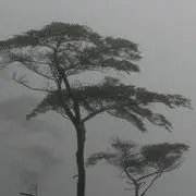 雾失苍天
