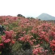 妙戀蕐