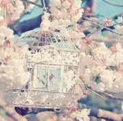 七喜七夕。