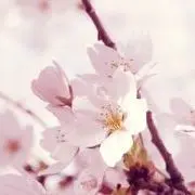 ❺云舒