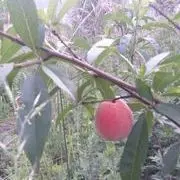 最爱__星期天