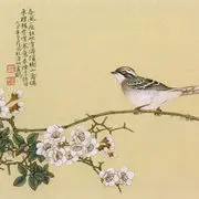 风月风花