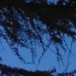 开心鱼《