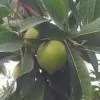 ziyao4