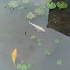 想她*