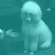 情醉W