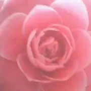 幽兰y