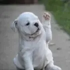 ，，：