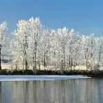 为你呼吸泥巴的藕
