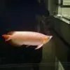 四金如石