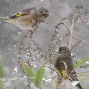 醉醉小石头