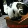 @残♪生可待谁@