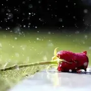 今生醉美