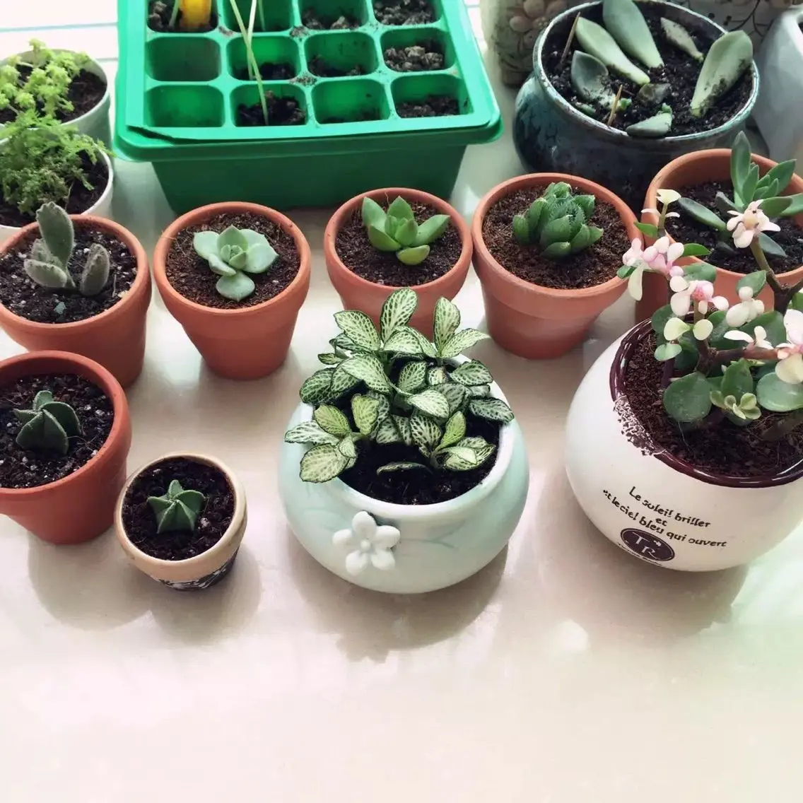 ✿...霓丽的主播照片