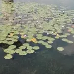 虾儿了泪