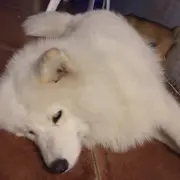 噜啦啦噜啦耶