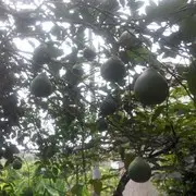 苍海孤舟