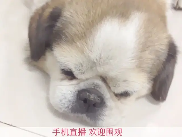 ━━━╋うMC九琦的主播照片