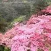 练霓裳5
