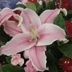 挖老板墙角
