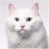 我在你左边p