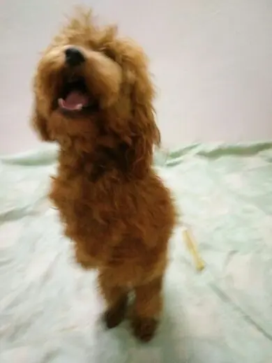 ☞☞壹撸哥的主播照片