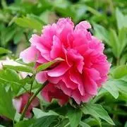 ☜梦想☞一花一世界♥