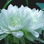 ☞简、爱☜