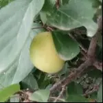 肖英：：