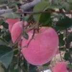 ❤ゞ吖鲁丝ゞ❤