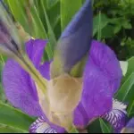 路上有花