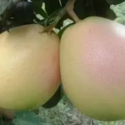 为梦而飞舞