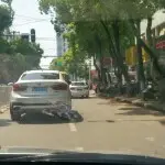 浪漫々小猪