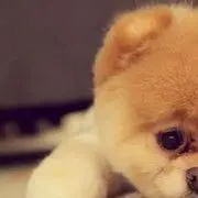一茶一座
