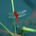 梦飞蜻蜓